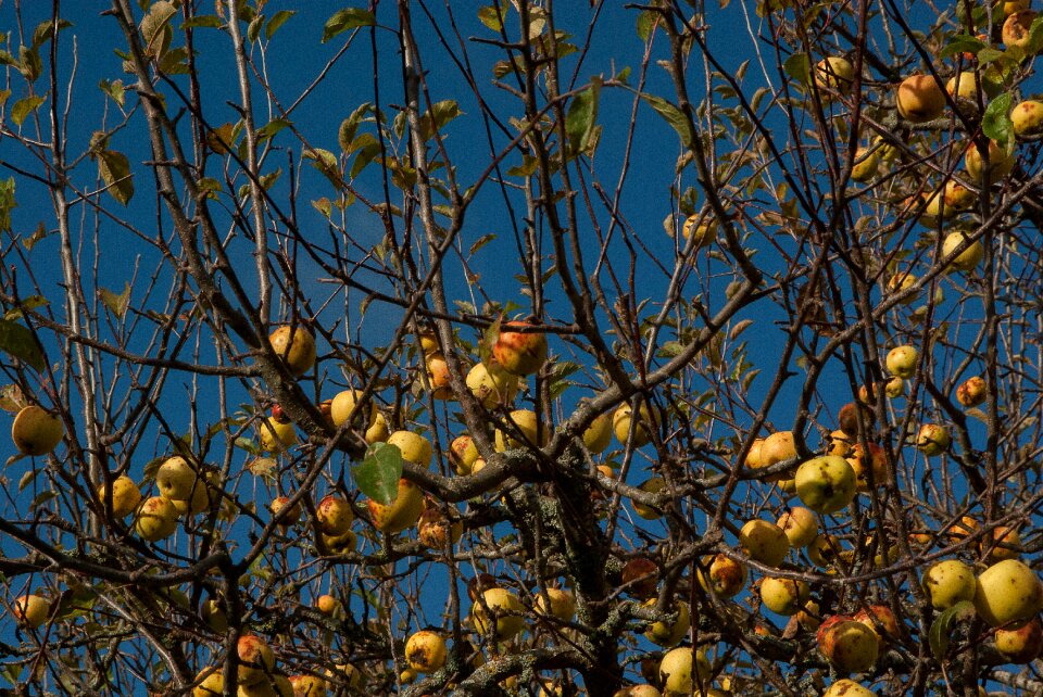 Apples cider fruit