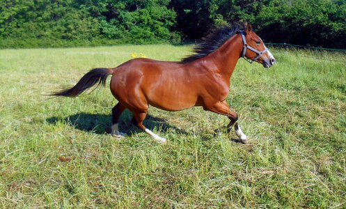 Mare equine gallop