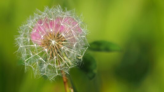 Nature macro plants