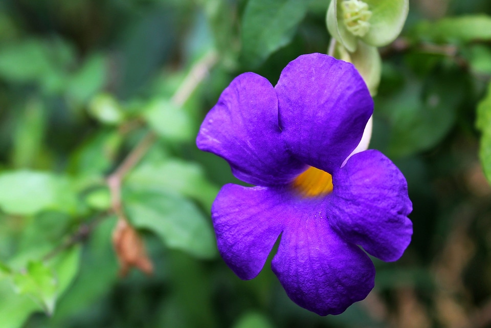 Violet wild wild flower