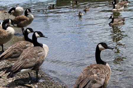 Goose animal nature photo