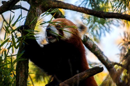 Bamboo mammal endangered