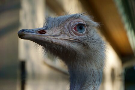 Eye large flightless bird