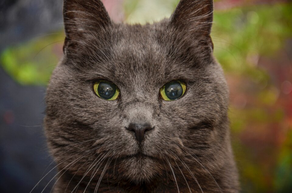 Cat animal animal portrait