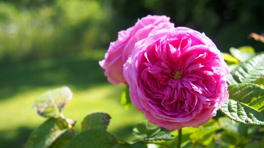 Pink petals summer