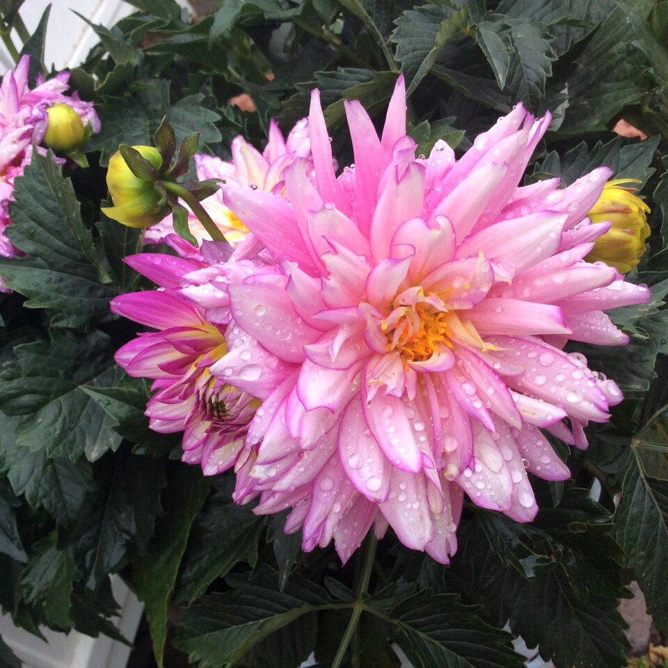 Garden plant peony