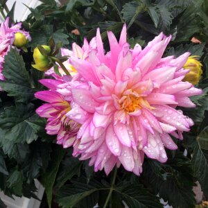 Garden plant peony photo