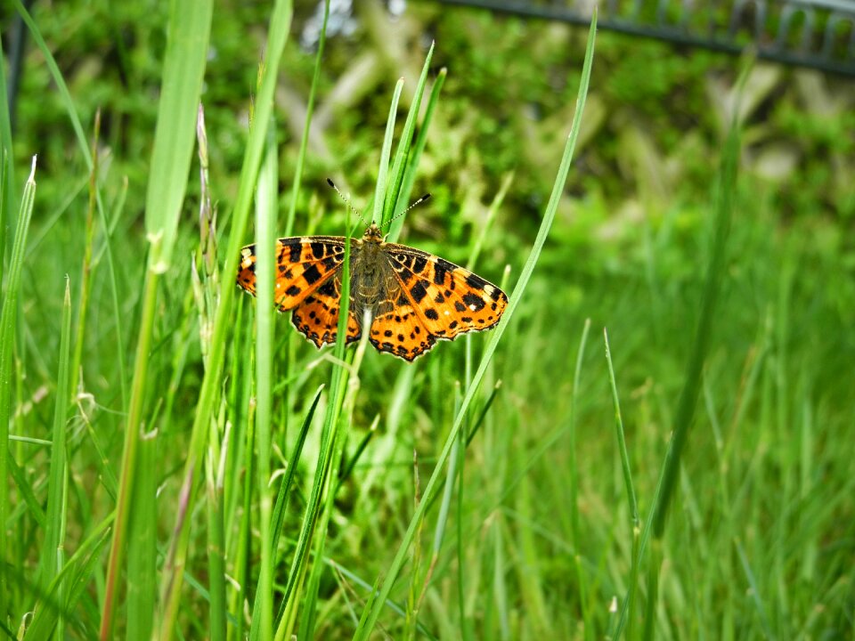 Butterfly nature bokeh