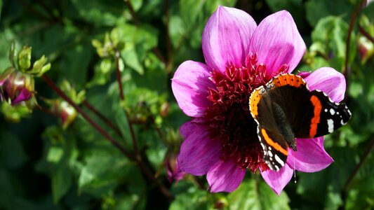 Dahlia autumn flower butterfly photo