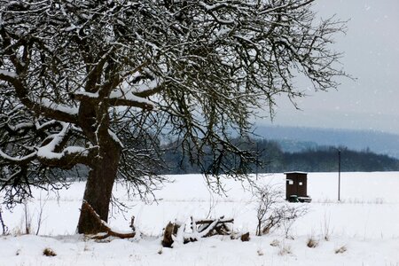 Nature cold snowy photo