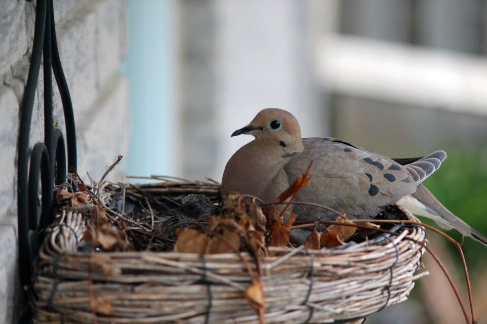 Turtle dove dove gray
