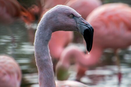 Flamingo bird pink photo