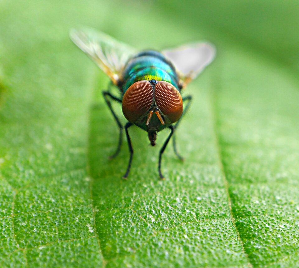 Close nature animal