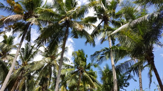 Indonesia bali coconut photo