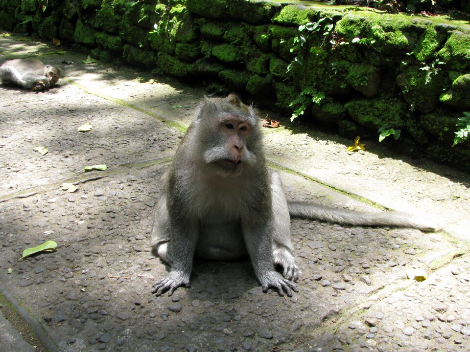 Ubud indonesia photo