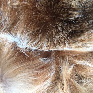 Cat expensive hair