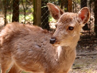 Bambi deer animal photo