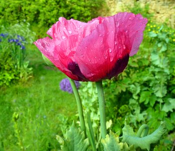 Pink poppy garden nature photo