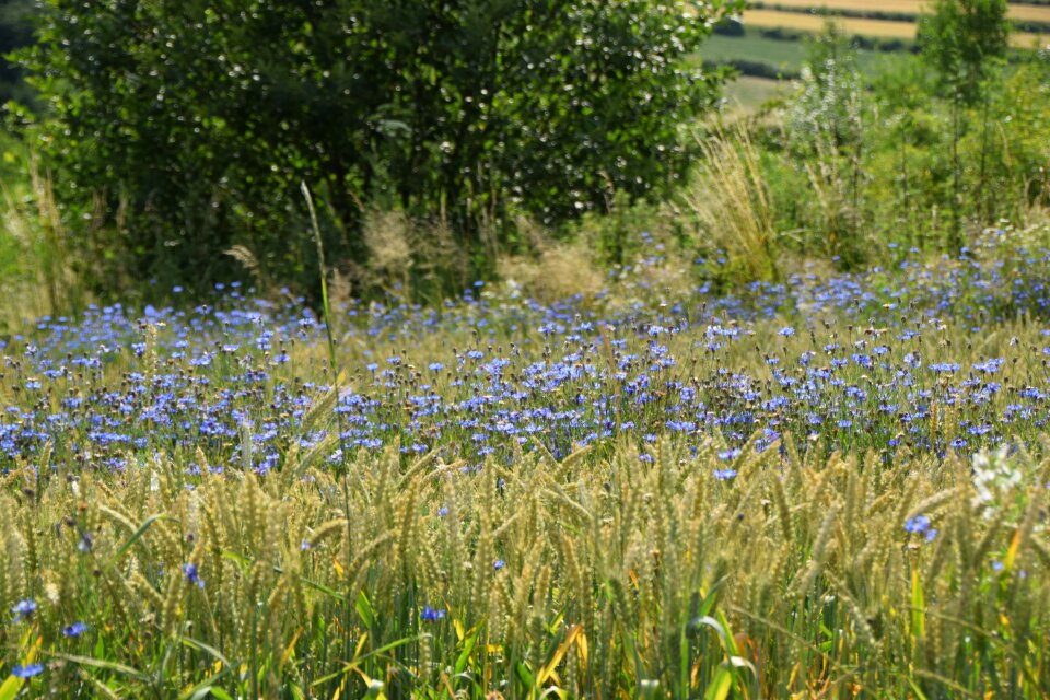 Meadow flowers summer