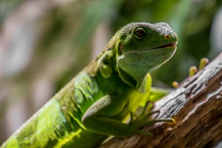 Lizard green reptile