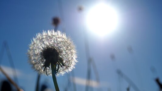 Sun macro nature