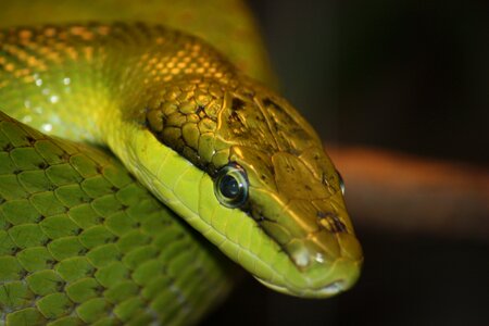 Nature snake green