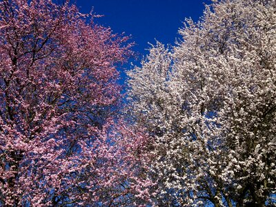 Pollen summer tree photo