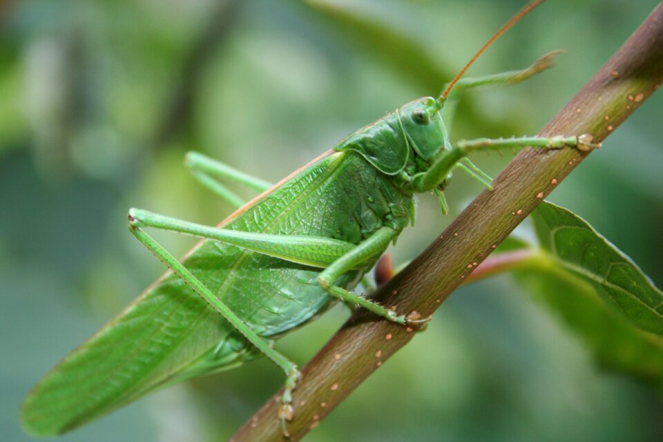 Grasshopper norwegian the nature of the