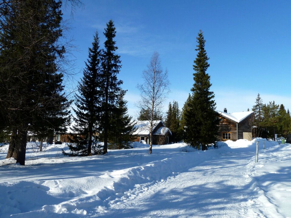 House fir trees blue sky