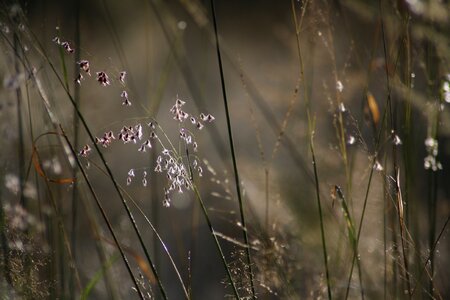 Grass drops