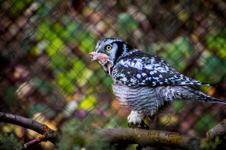 Mouse raptor bird of prey