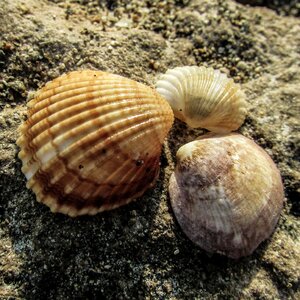 Nature seashells
