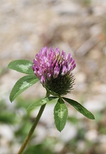 Red clover pointed flower pink photo