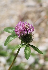 Red clover pointed flower pink