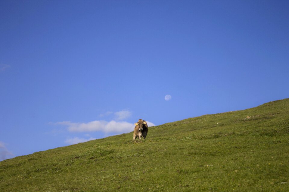 Moon clouds animal