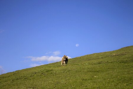 Moon clouds animal photo