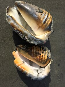 Beach conches exotic