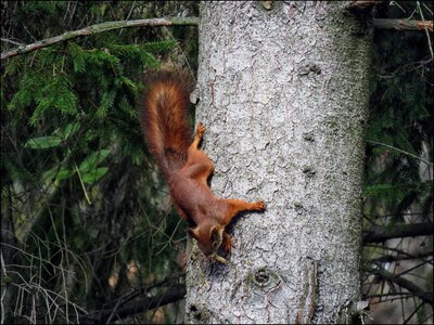 Squirrel animal nature