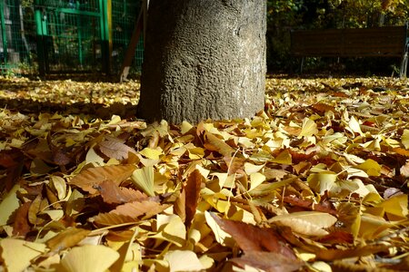 Maple bank leaves ginkgo