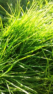 Green meadowland nature