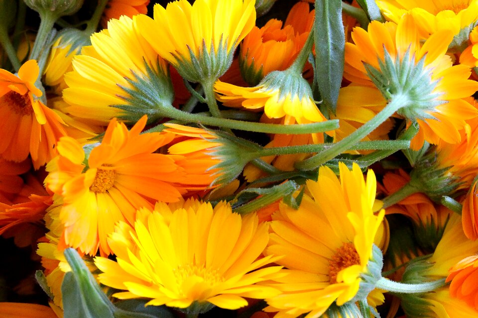 Orange nature herb