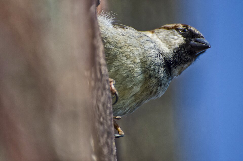 Bird animal close up