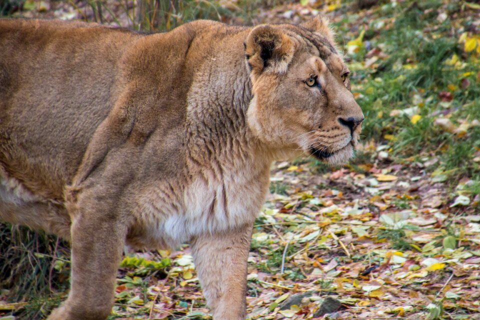 Savannah safari wild photo