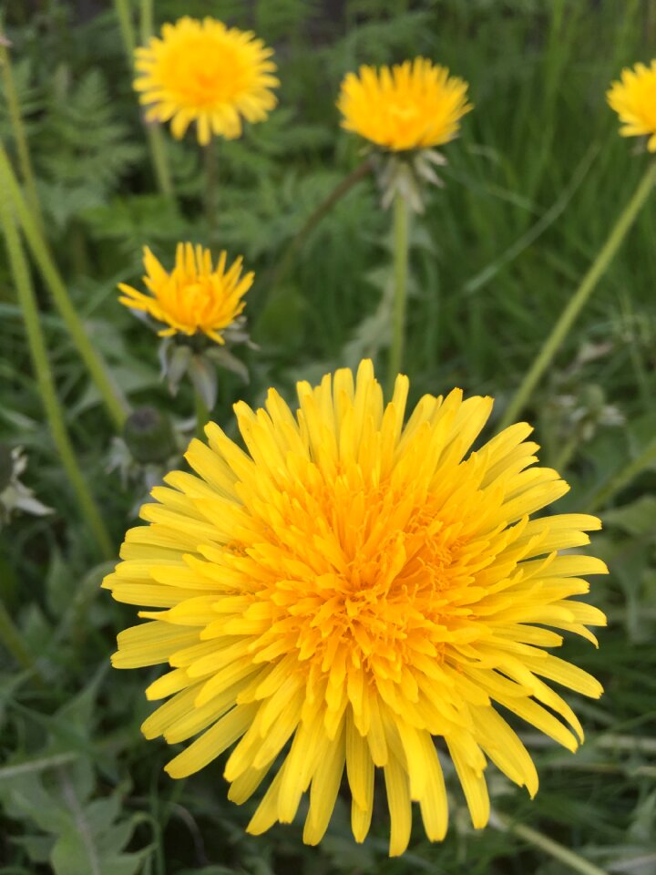 Grass yellow summer