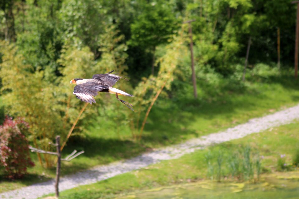 Birds flight hover