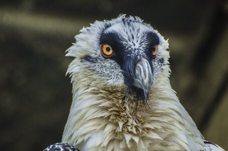 Wildlife creepy bird