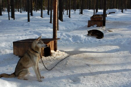 Finland rovaniemi photo