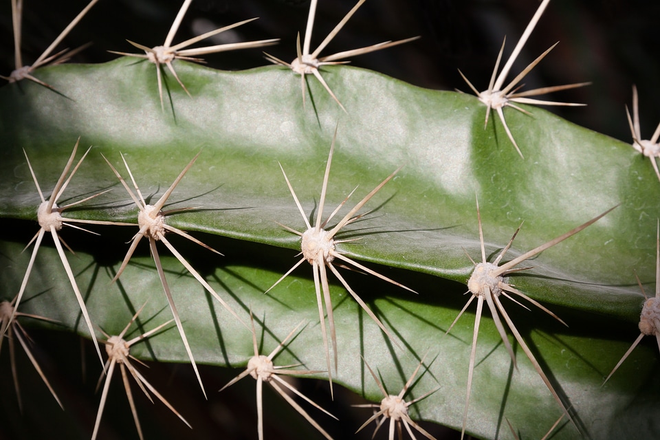 Cactus greenhouse green nature