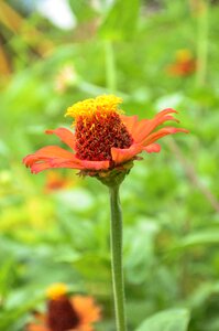 Grass activity calendula