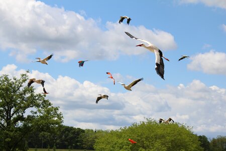 Birds raptors stork